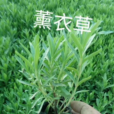 精品薰衣草小苗基地大量现货供应