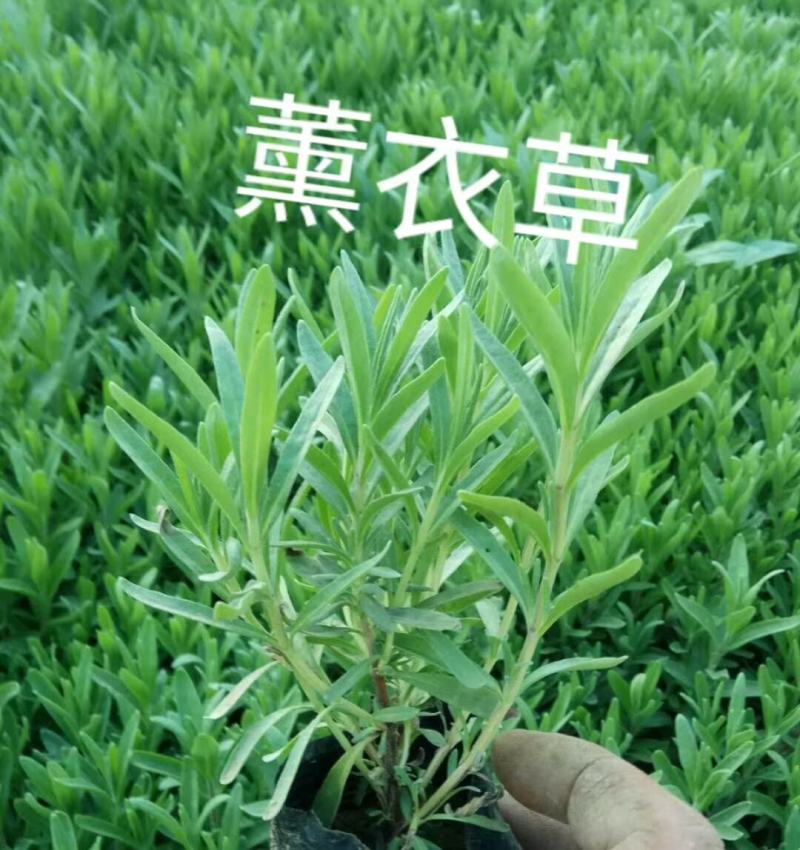 精品薰衣草小苗基地大量现货供应