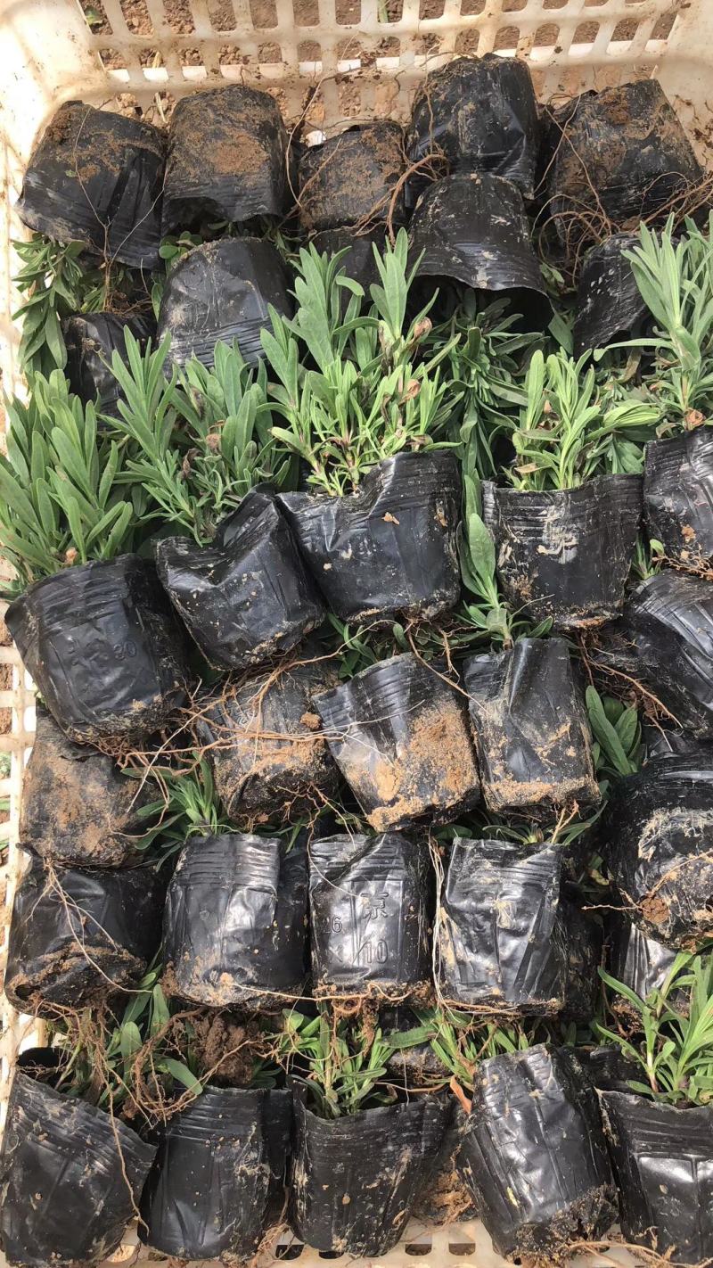 精品薰衣草小苗基地大量现货供应