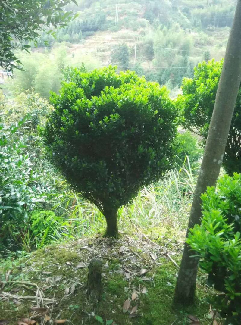 黄杨小杯至大杯均有售地苗