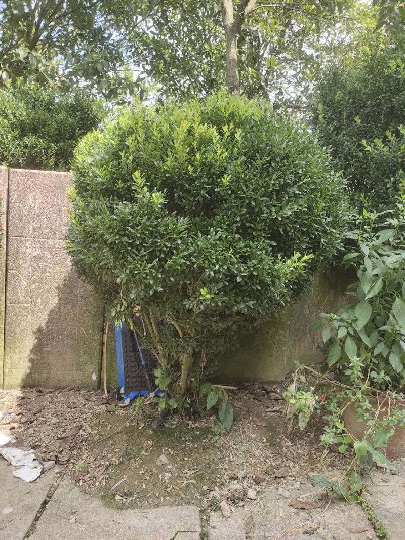 黄杨小杯至大杯均有售地苗