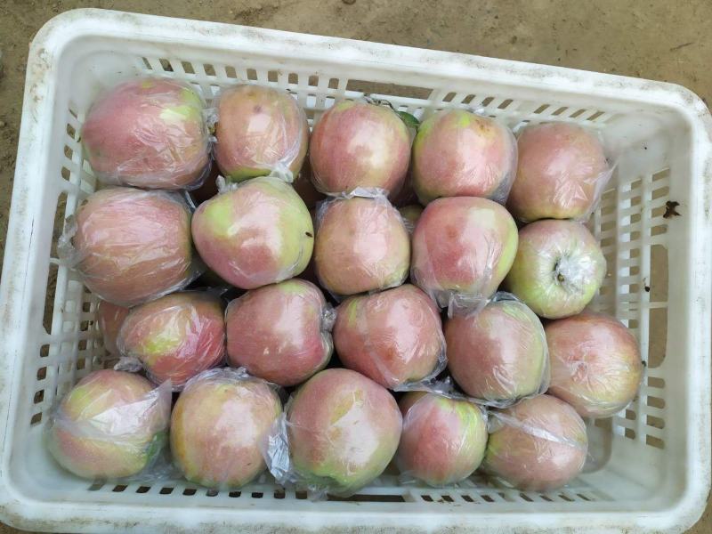 山东省聊城市莘县红富士苹果基地直供75以上果型