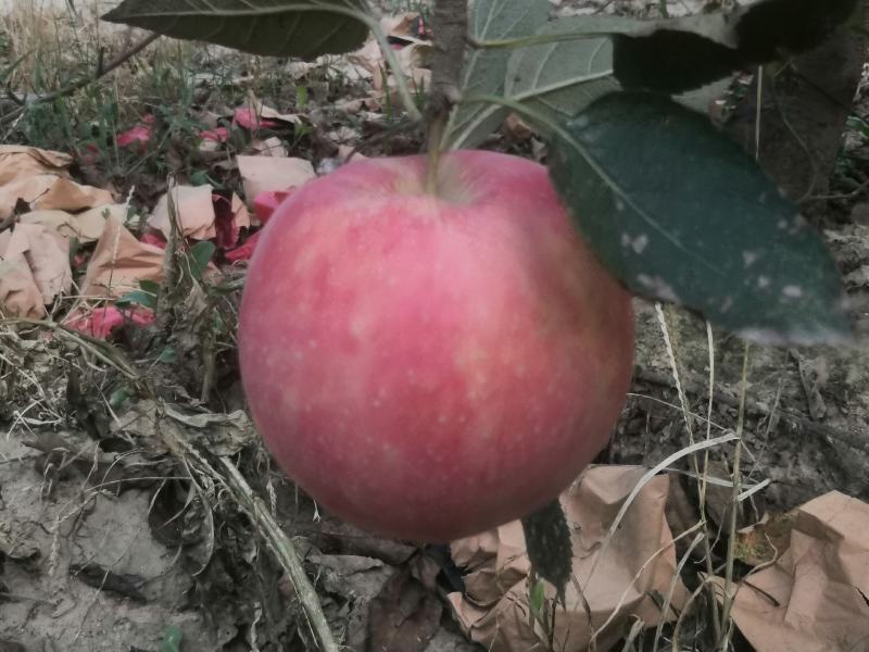 中秋王苹果颜色鲜红果面干净主要是个大
