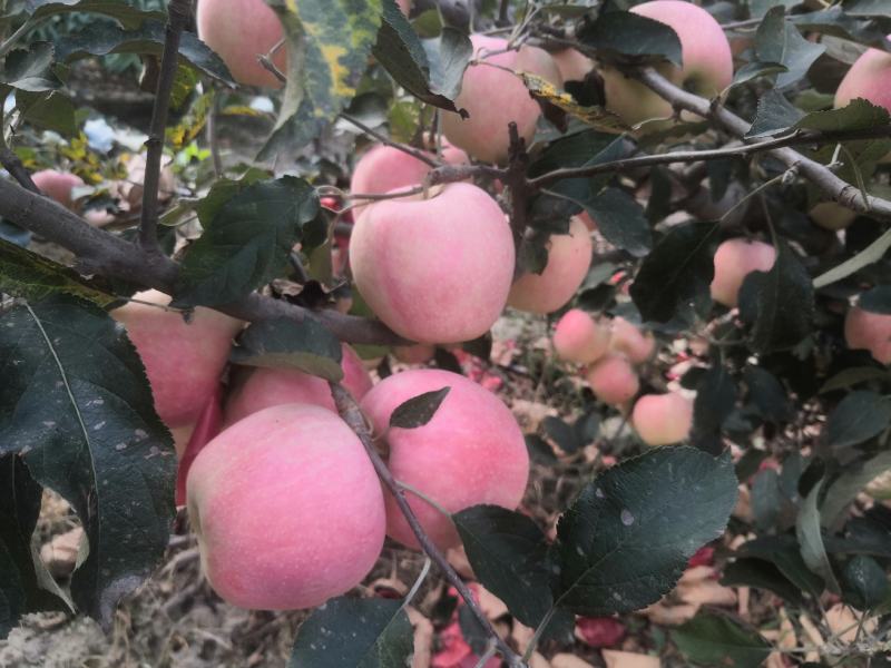 中秋王苹果颜色鲜红果面干净主要是个大