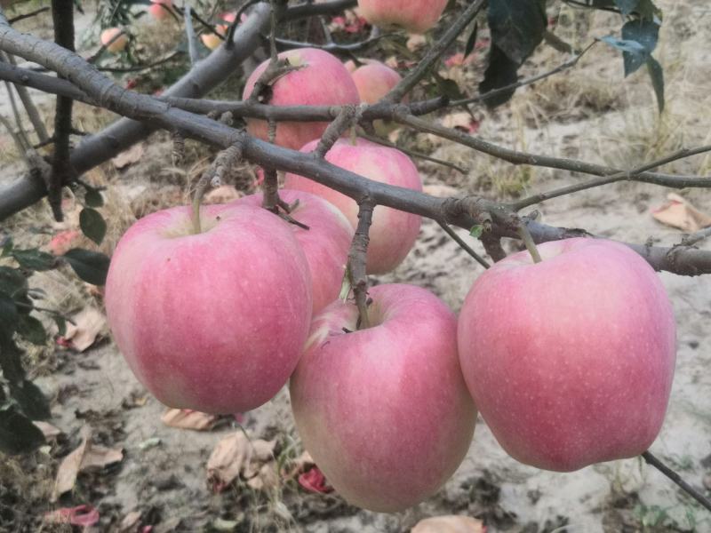 中秋王苹果颜色鲜红果面干净主要是个大