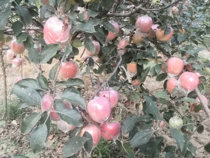 中秋王苹果颜色鲜红果面干净主要是个大