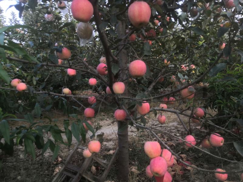 中秋王苹果颜色鲜红果面干净主要是个大