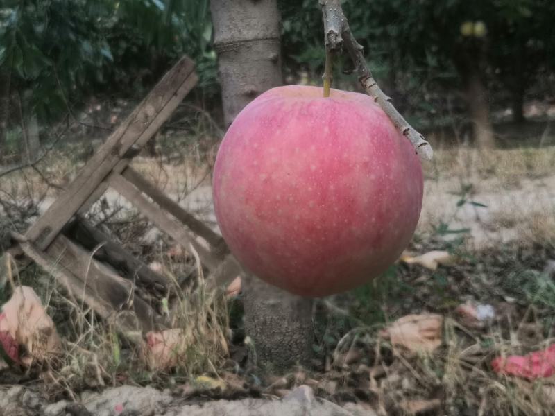 中秋王苹果颜色鲜红果面干净主要是个大