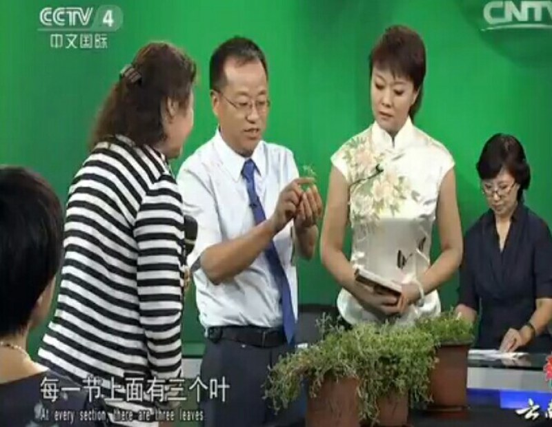 【包邮】全草类中药材垂盆草