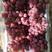 陕西防雨棚红提葡萄基地，颗粒大，果粉好，全红，质量保证