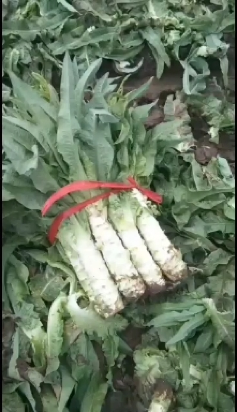 自己种的尖叶莴笋出售