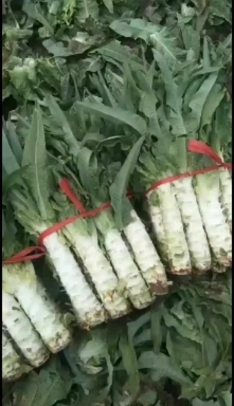 自己种的尖叶莴笋出售