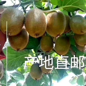 陕西省眉县徐香猕猴桃