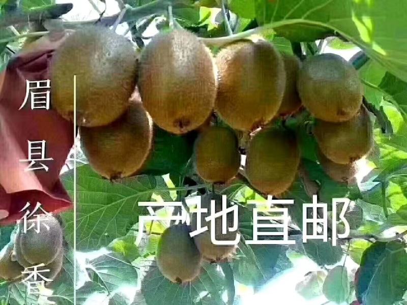 陕西省眉县徐香猕猴桃