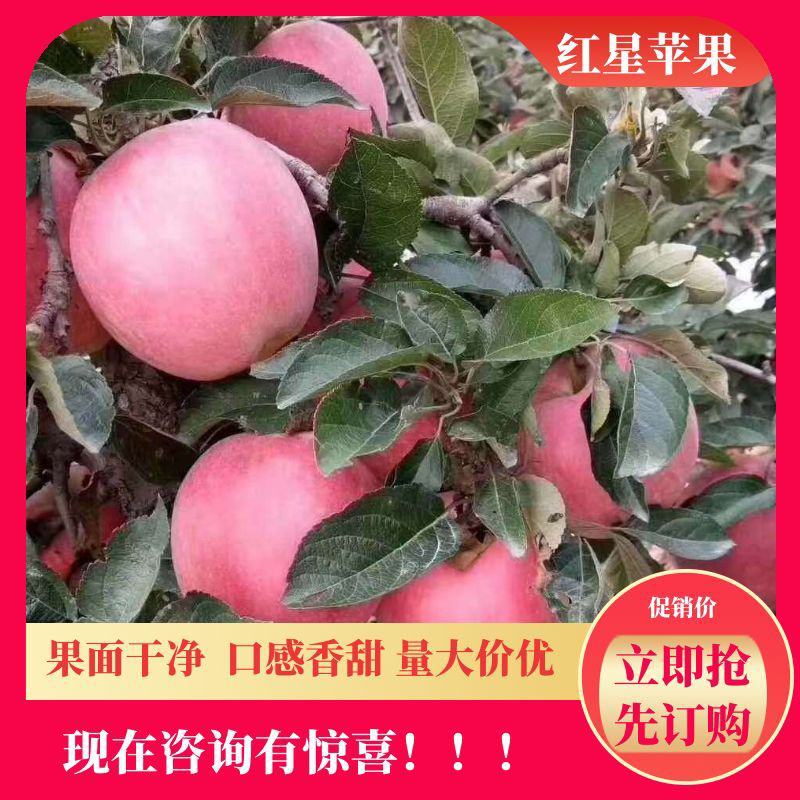 纸袋红星大量上市了，口感香甜，价格便宜，个头大，果面干净