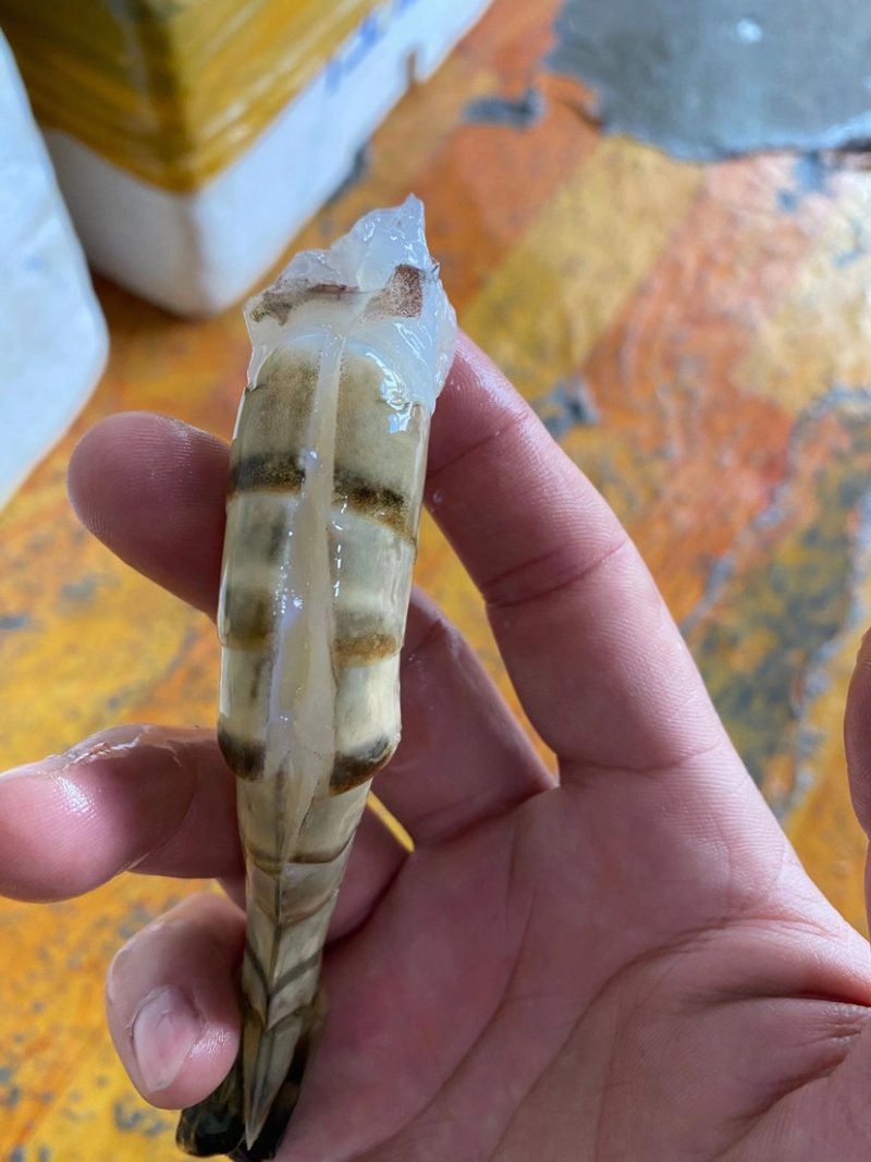 黑虎特大虾品质保证