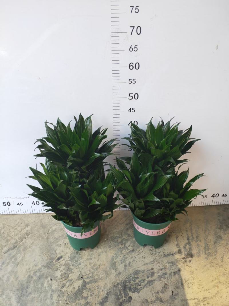 蟹爪兰180特级双色蟹爪兰特级蟹爪兰多色花苞