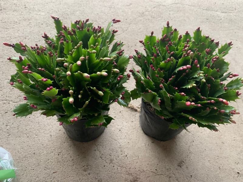 蟹爪兰180特级双色蟹爪兰特级蟹爪兰多色花苞