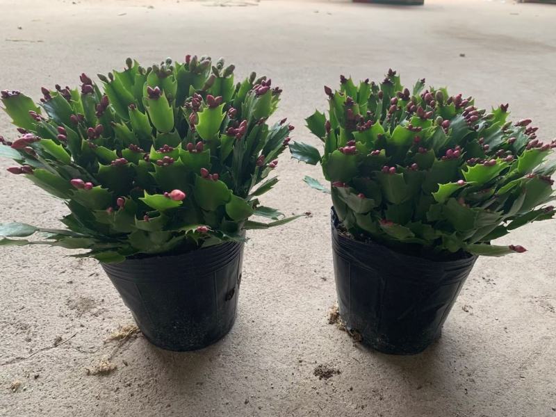蟹爪兰180特级双色蟹爪兰特级蟹爪兰多色花苞