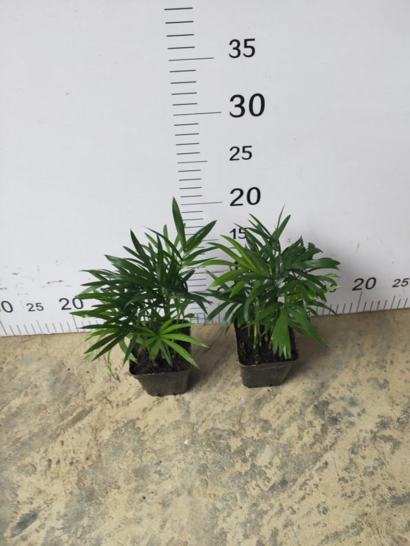 蟹爪兰180特级双色蟹爪兰特级蟹爪兰多色花苞