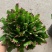 蟹爪兰180特级双色蟹爪兰特级蟹爪兰多色花苞