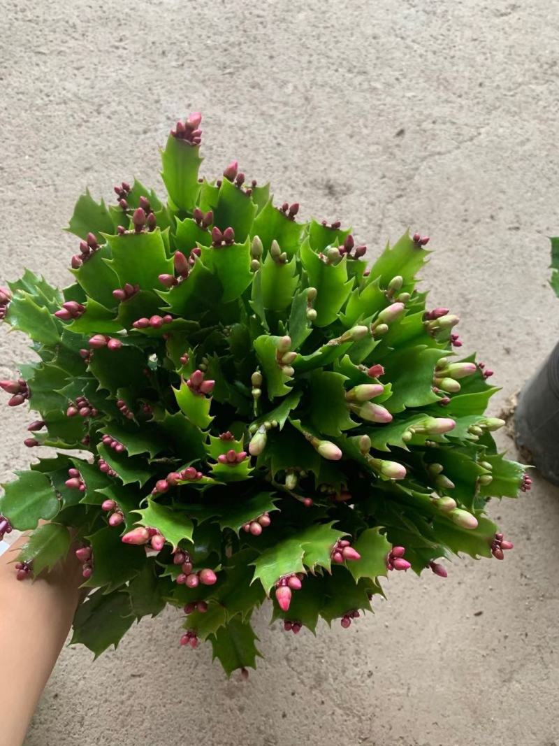 蟹爪兰180特级双色蟹爪兰特级蟹爪兰多色花苞