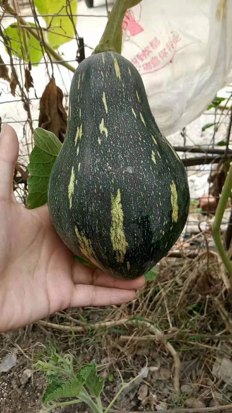 香芋南瓜种子甜面香早熟春秋种植种籽特色瓜果种蔬菜籽