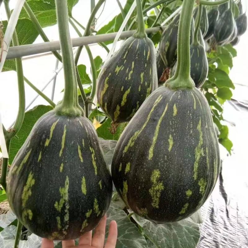 香芋南瓜种子甜面香早熟春秋种植种籽特色瓜果种蔬菜籽
