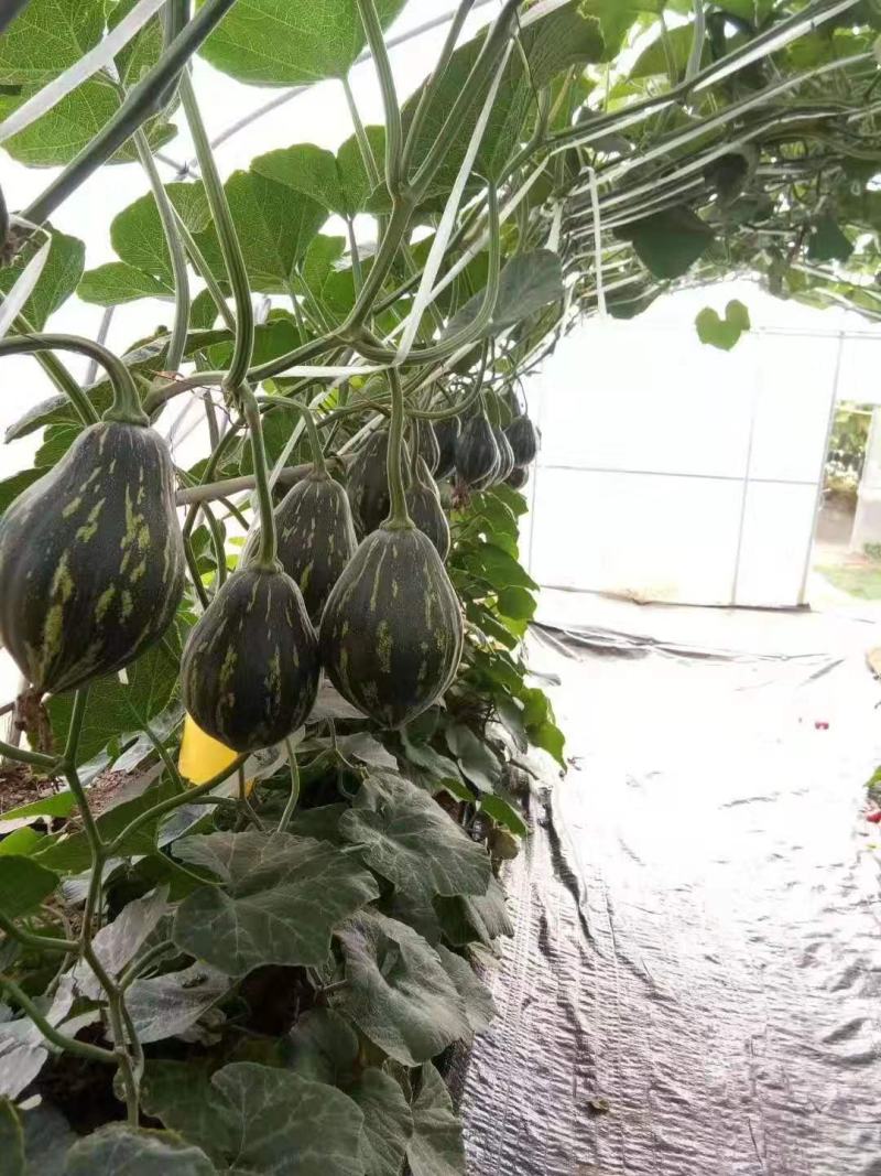 香芋南瓜种子甜面香早熟春秋种植种籽特色瓜果种蔬菜籽