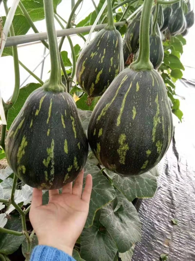 香芋南瓜种子甜面香早熟春秋种植种籽特色瓜果种蔬菜籽