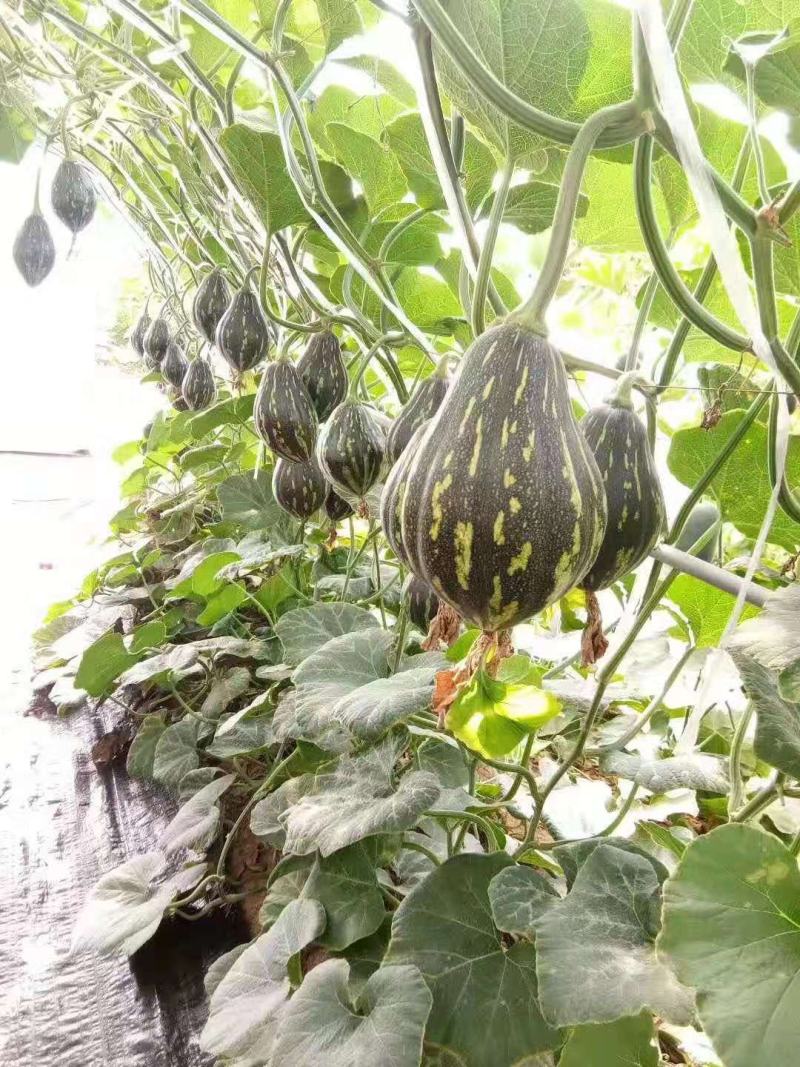 香芋南瓜种子甜面香早熟春秋种植种籽特色瓜果种蔬菜籽
