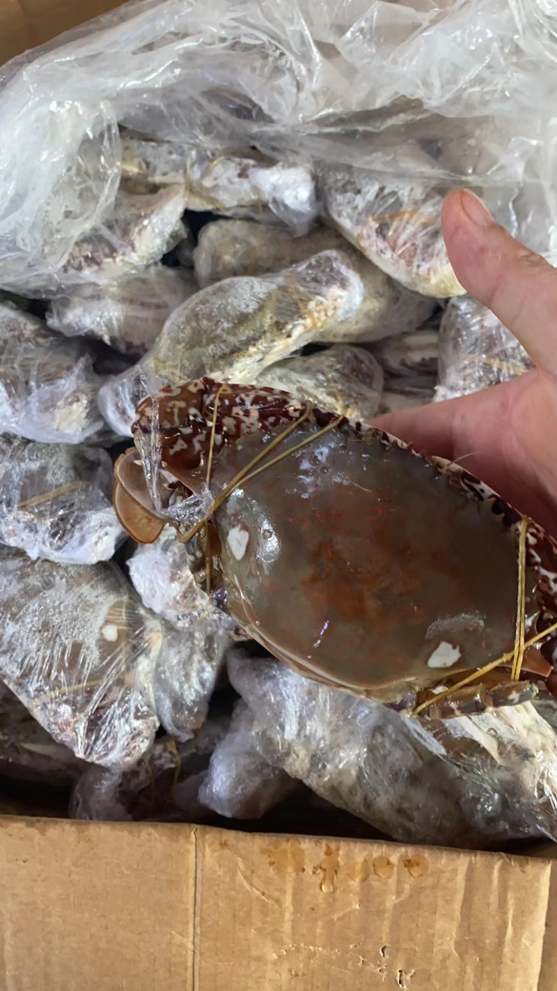 厂家直销批发西非篮蟹品质保证全国各地发货