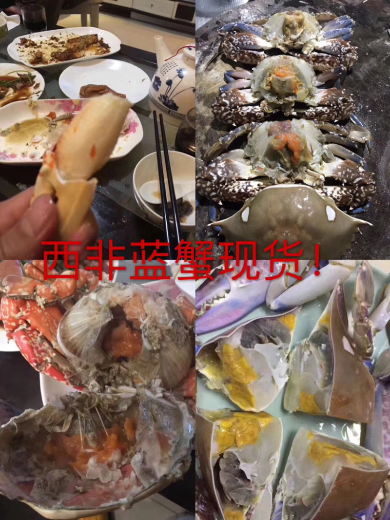 厂家直销批发西非篮蟹品质保证全国各地发货