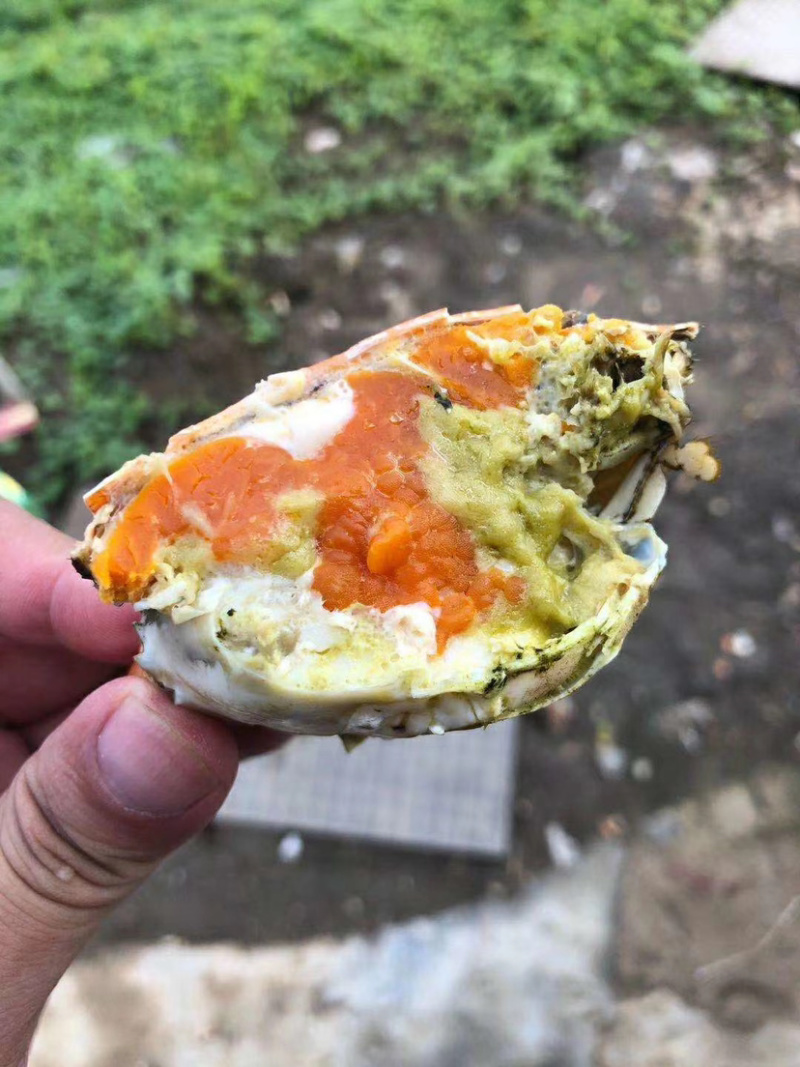 台山膏蟹青蟹俺仔新鲜海鲜