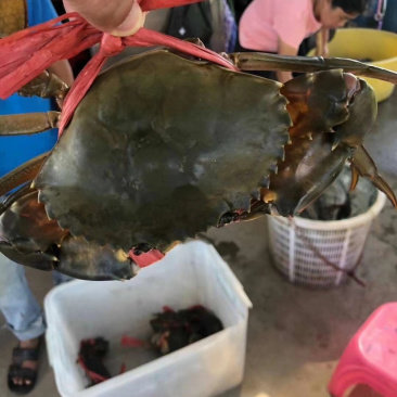 台山膏蟹青蟹俺仔新鲜海鲜