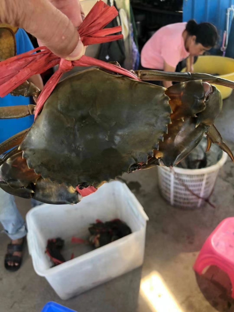台山膏蟹青蟹俺仔新鲜海鲜