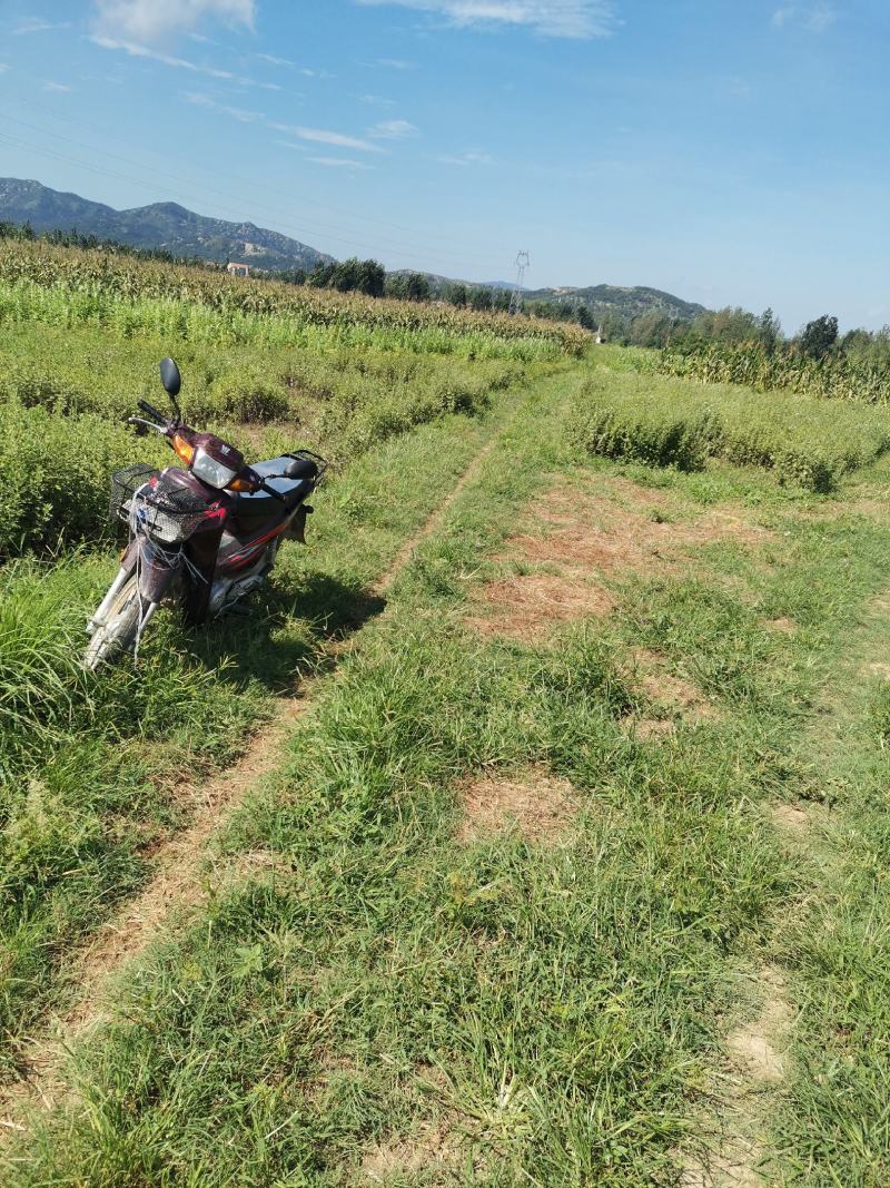 水浇地旱地水田坡地山地梯地，种菜地育苗地商效农业用地出租