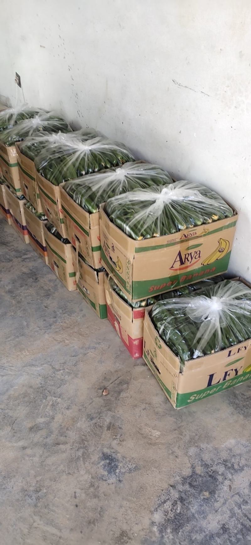 水果小黄瓜孝海文洋精品小黄瓜种植基地，位于鲁西南地区