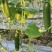水果小黄瓜孝海文洋精品小黄瓜种植基地，位于鲁西南地区