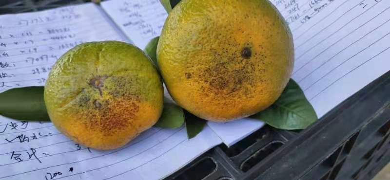 太阳果，特早，普早，都可以，大量上市，有需要的可以来了