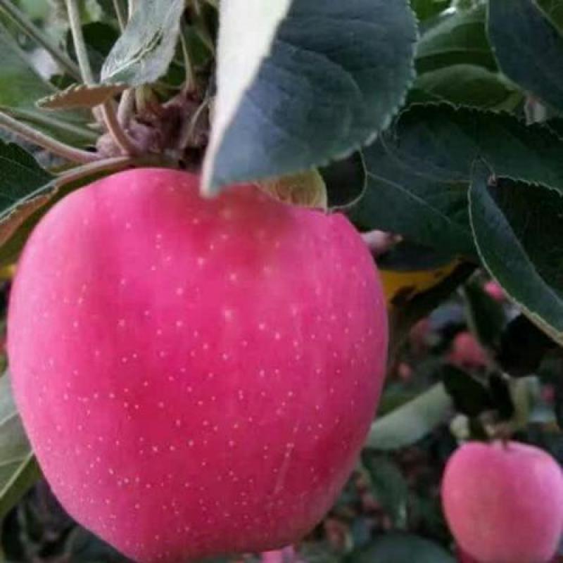 【精选】红富士苹果红星苹果常年供应口感脆甜颜色漂亮
