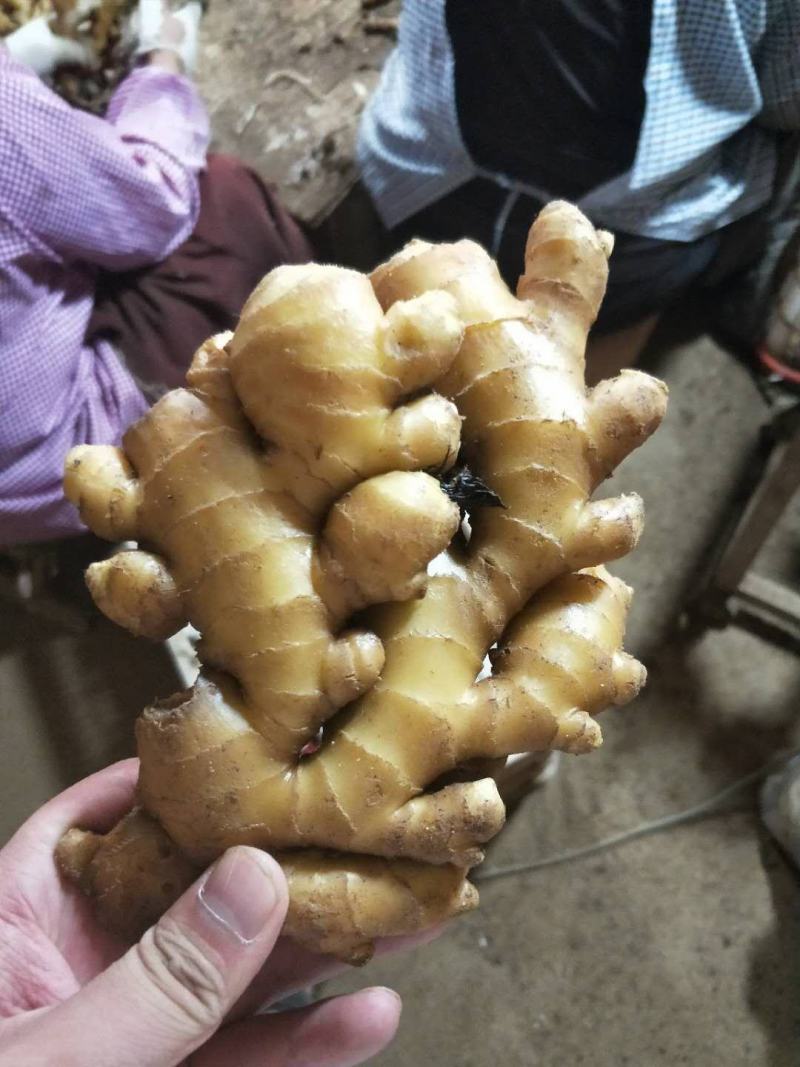 山东优质鲜姜小黄姜产地，山东产地直供，全国发货