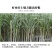 云南古法叶子红糖甘蔗手工制作红糖厂家直销证件齐全大货批发