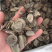 莪术无硫莪术规格齐全量大从优