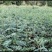出售耐干旱，耐水浸，无病虫害，易成活，产量高的无刺花椒苗