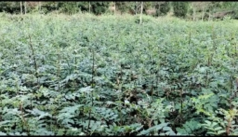 出售耐干旱，耐水浸，无病虫害，易成活，产量高的无刺花椒苗