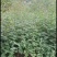 出售耐干旱，耐水浸，无病虫害，易成活，产量高的无刺花椒苗