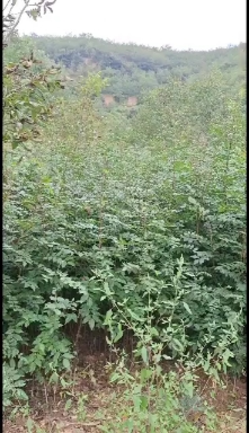 出售耐干旱，耐水浸，无病虫害，易成活，产量高的无刺花椒苗