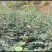 出售耐干旱，耐水浸，无病虫害，易成活，产量高的无刺花椒苗