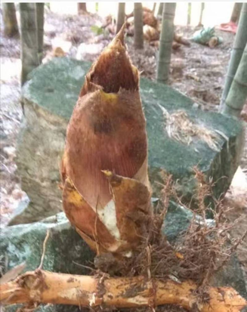磐安大山里毛竹笋天然农家自制自然晒干浙江特产生态笋干